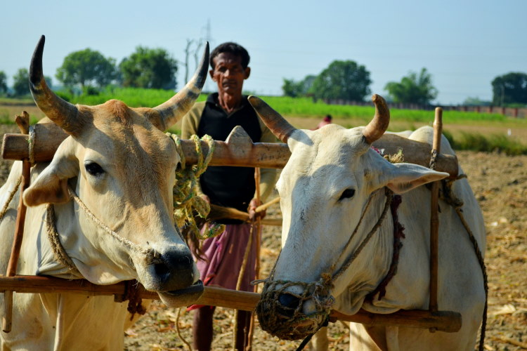 ploughing with oxen 750AT