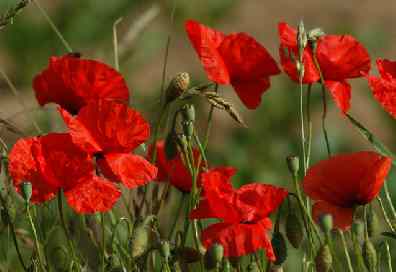 poppies 396SX